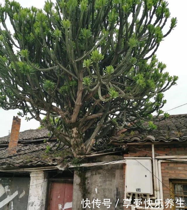 8种镇宅花，窗户边养一棵，霸气又镇宅！