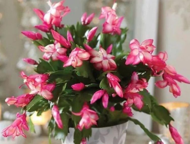 5种花漂亮又好养,比牡丹好看,花如名字一样美丽