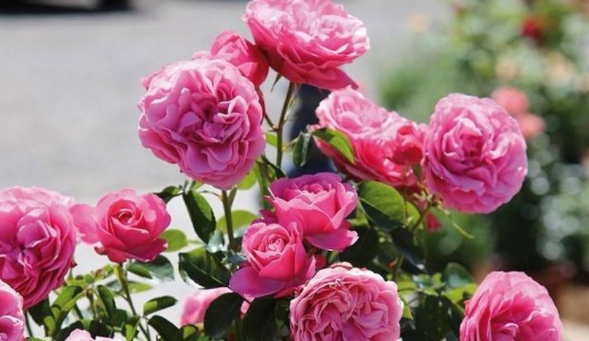 3种花“越剪越旺”，没事常剪剪，剪成秃头，一月大变样，开花多