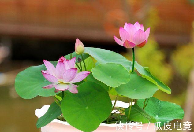 农历9月25日霜降后,养什么花?以下3种花,金玉满堂吉祥如意