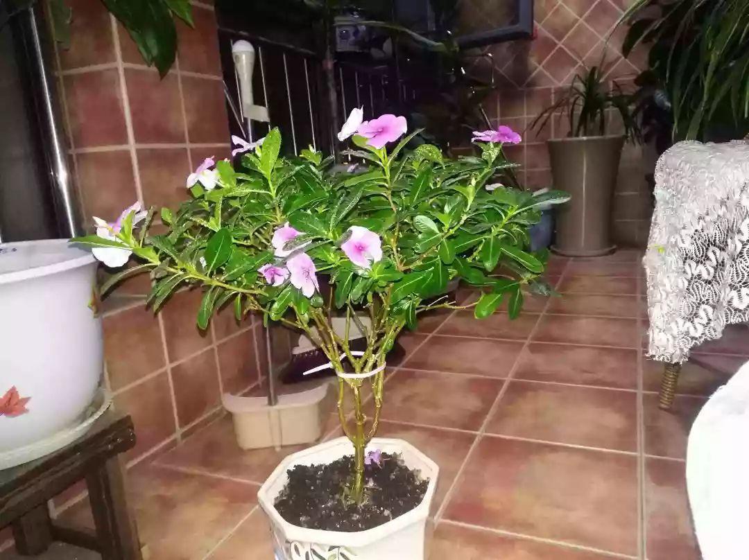 棒棒糖|5块钱一盆的花,养1年变老桩,身价翻了上百倍!