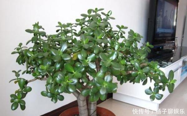 叶肥枝壮|想让玉树长得快，记4点，叶肥枝壮，很快变“小树”