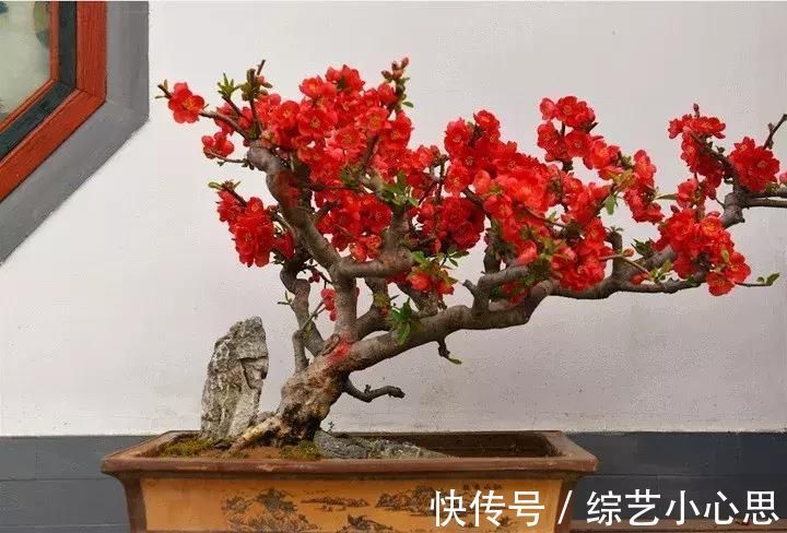 花朵|最惊艳的3种花，花朵奇特美丽，花期超长，扦插就能活