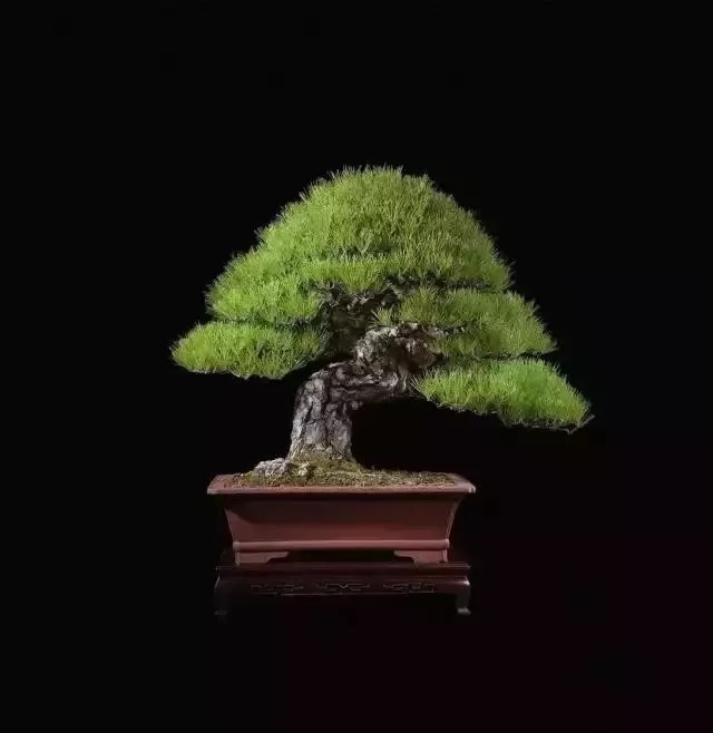 名贵植物排行,令人大开眼界!