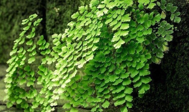 浇水|此植物,不用常浇水且适应力超强,真是种花手残党的福利啊