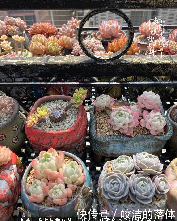 阳光露台多肉,天时地利人和!美肉知时节,当春乃发生!