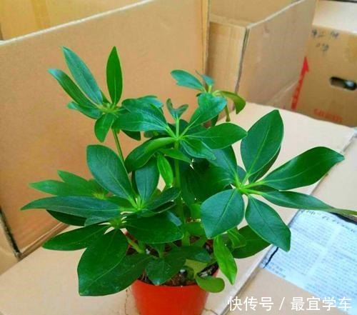 几种花养家里空气好、有益于身体健康!