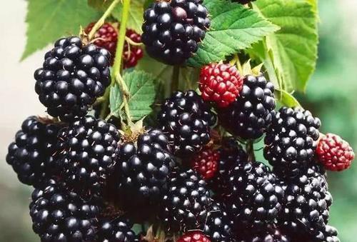 水果|经常失眠睡不着,多吃8种水果,美容养颜,安神助眠,一觉睡亮天