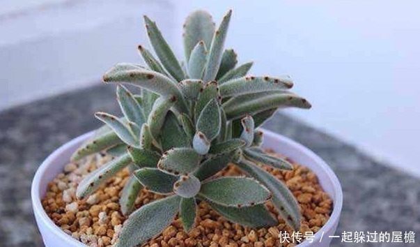 多肉植物|此花就像熊猫的爪子,花语是珍贵,保佑主人一帆风顺!