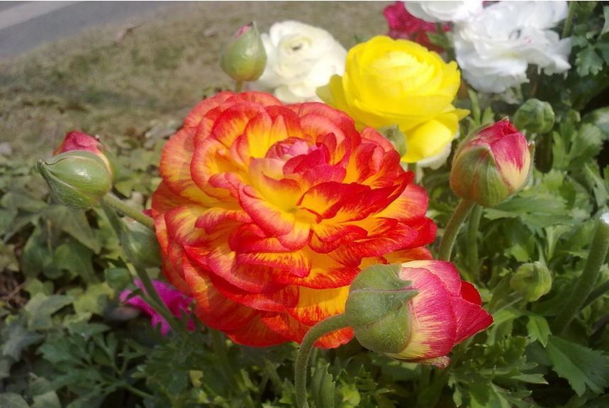 这些小草花,个个真美人,阳台养几盆,繁花不断,美到不敢看