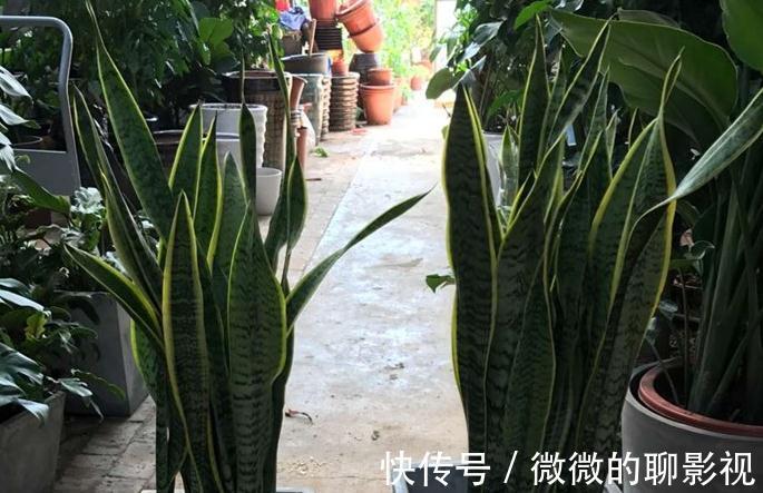 家里空气差,气候干燥,买3盆花摆家里,气候宜人,很舒适