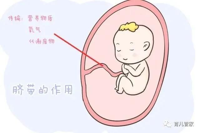 宝宝肚脐护理有讲究，如果出现这些异常情况要小心，爸妈可别大意