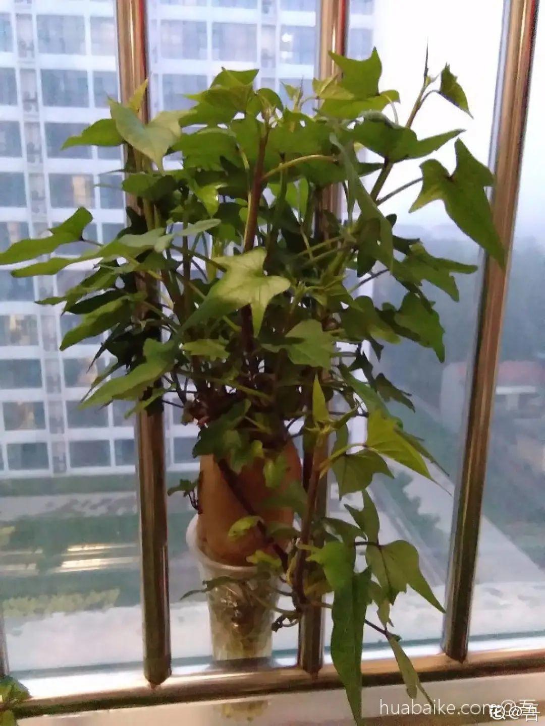 玉米棒子插盆里,7天冒出小森林,比绿萝吊兰好看