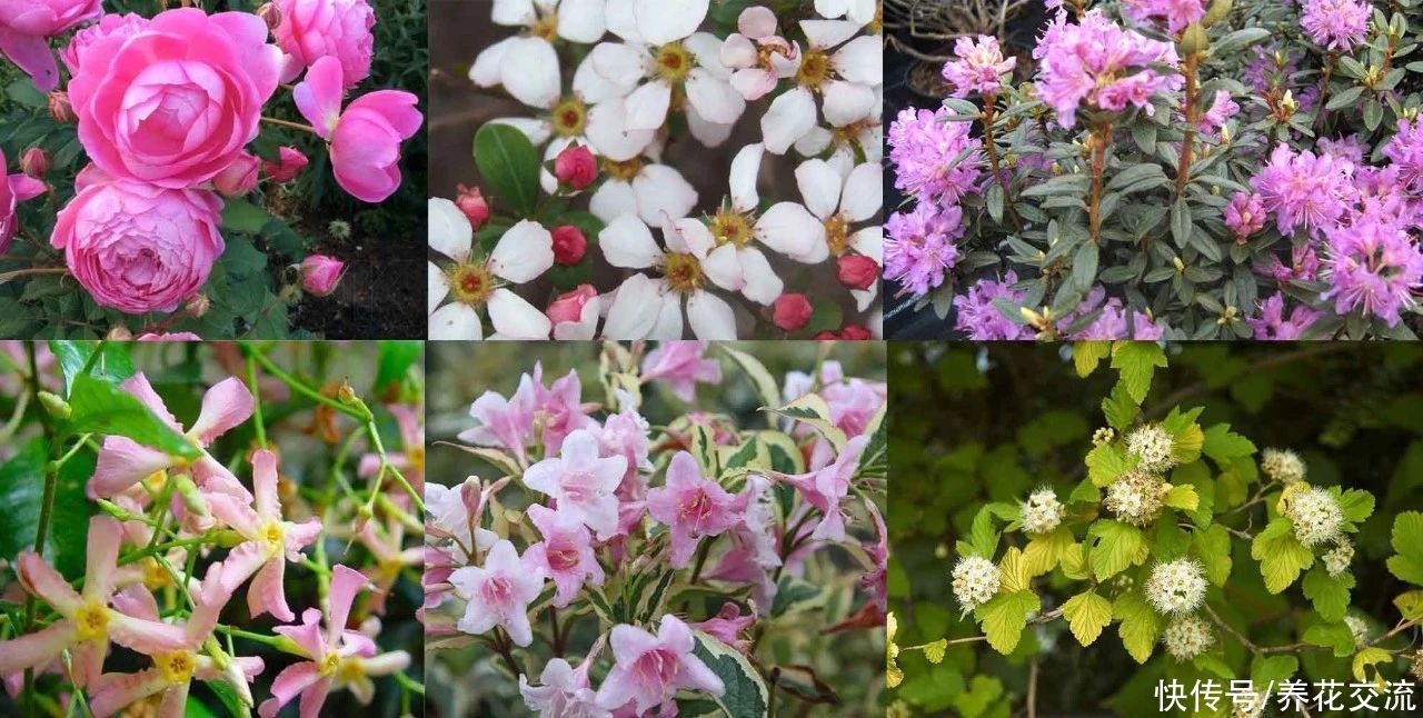 13种耐寒的盆栽花卉，零下20多度可存活，大部分南方也能种