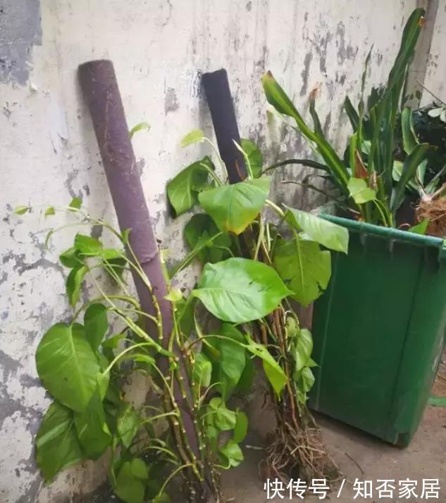 垃圾箱|垃圾箱常见的“3种花”,赶紧捡回家,剪一剪,来年美得不像话