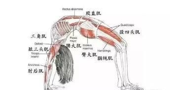 腰椎|瑜伽中的站立后弯、墙体后弯、轮式,坚持练习腰背轻松不酸痛