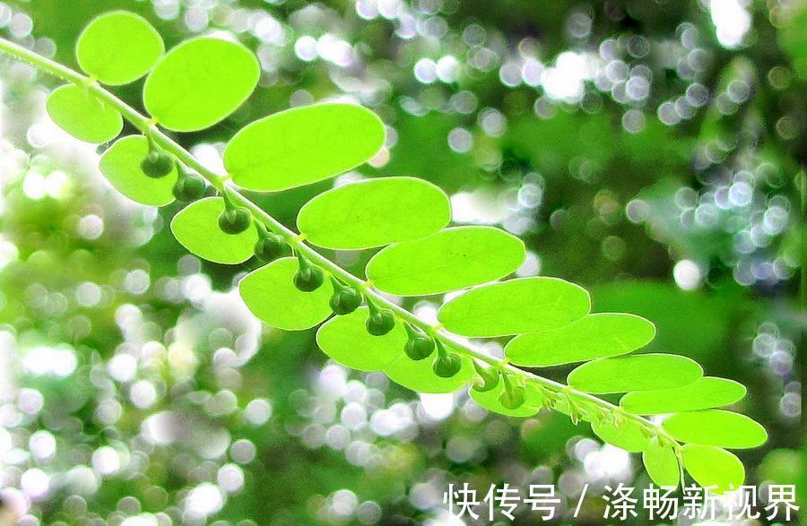 中药材|别名叫“阴阳草”,听见都害怕,却是很好的中药材,现在很少见到