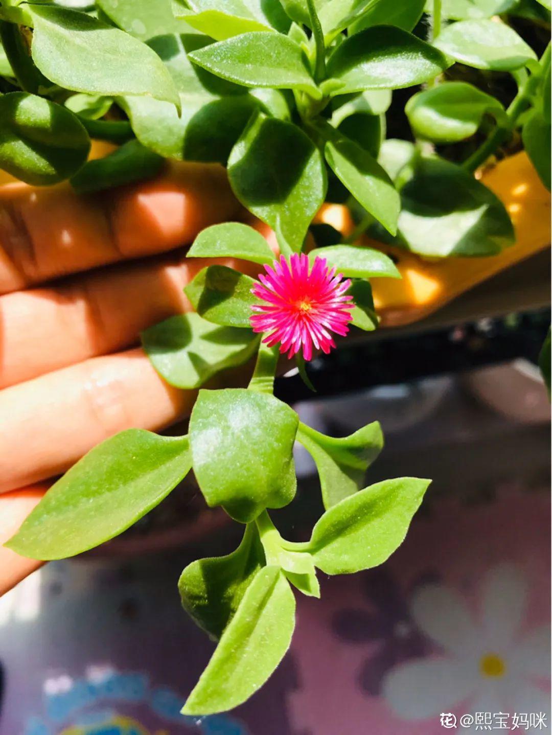 折腾不死的25种花，咋养都爆盆，家里必须养！