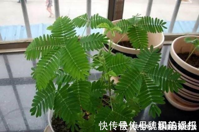 汁液|这几种花室内不能养，家里有的尽快搬走，别拿安全开玩笑！