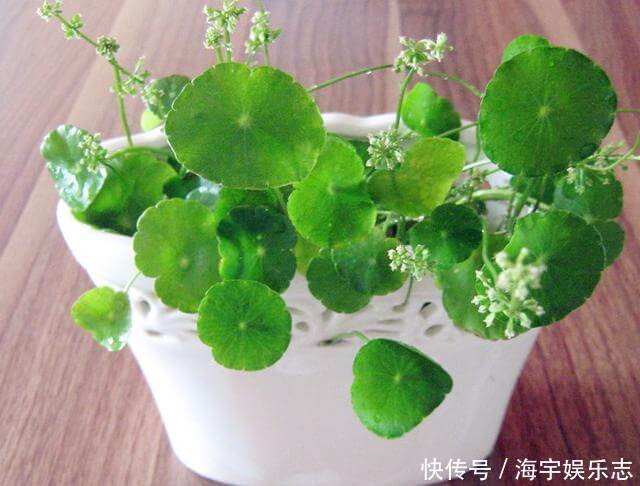 花苞|这3种花“开花”不是好事，见到花苞立马剪掉，不然越来越丑