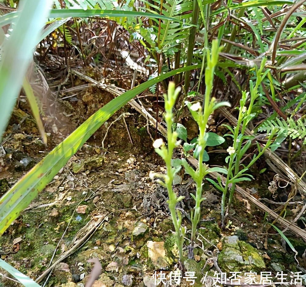 本草图经|独脚金：其貌不扬，却千元1斤，被称为“草中黄金”