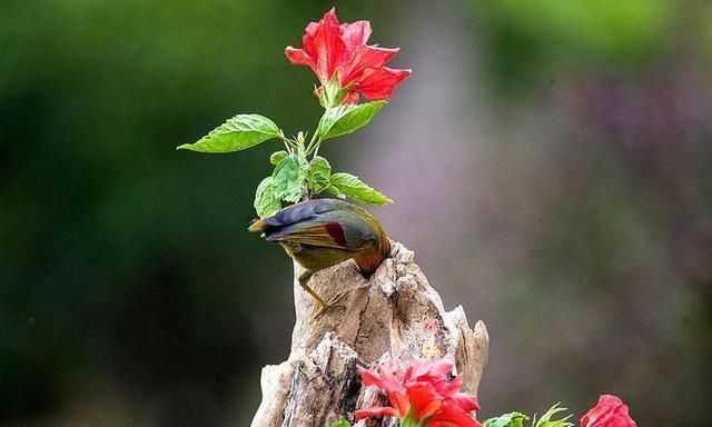 白居易|白居易一首冷门情诗，通俗易懂，感情真挚，很多人以为是现代诗