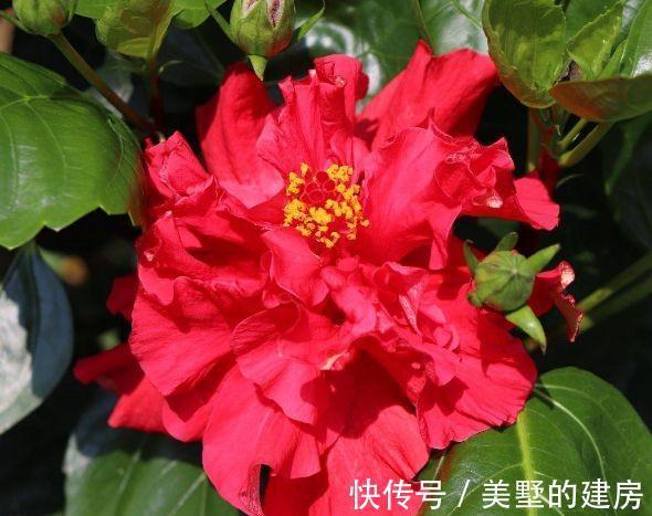 农历|农历十月初三立冬后，养什么花？家里养3种花，吉星高照顺心如意