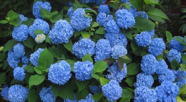 绣球花|托尼老师教您修剪绣球花,记住简单两点,拿剪刀的手再也不抖啦