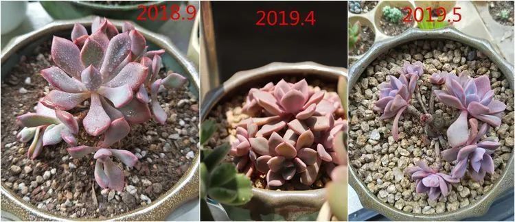 每次的剁手都是忍无可忍，无需再忍！买买买！静待肉美！