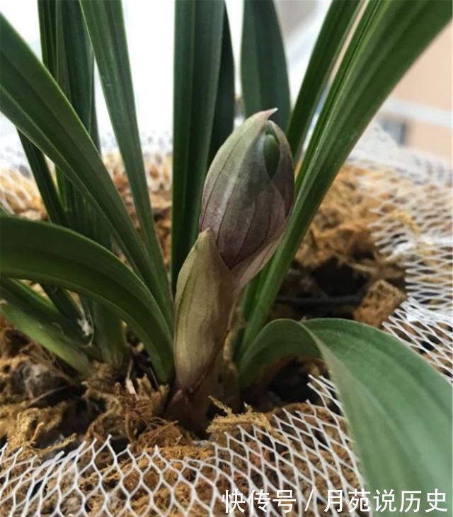 兰花本是“野草”,栽到盆里养不好,记住一个口诀,轻松养好兰花
