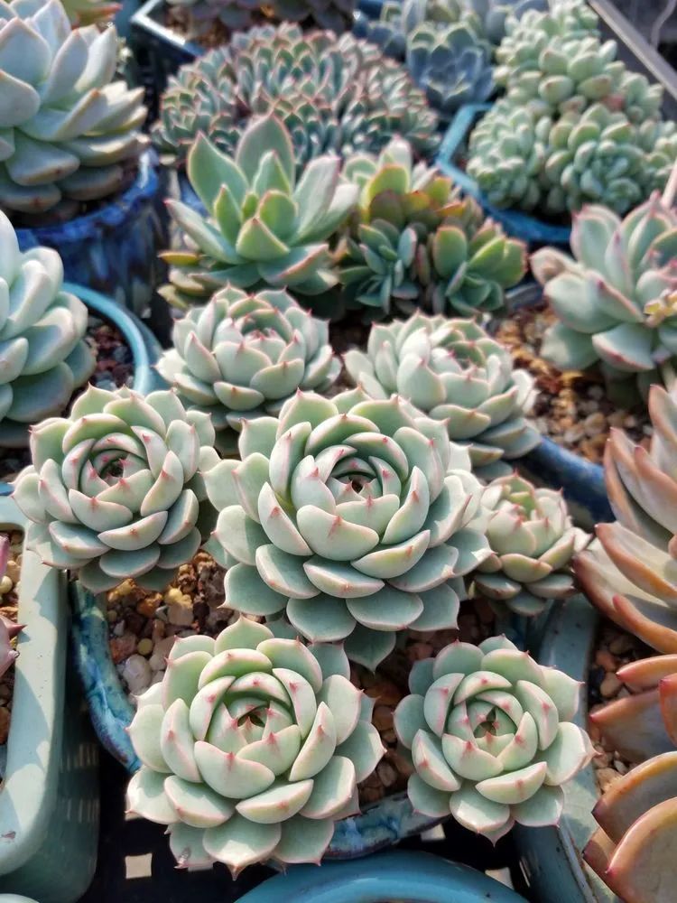 养肉三年,分享养肉经验,谈谈适合逆开挂区的多肉!