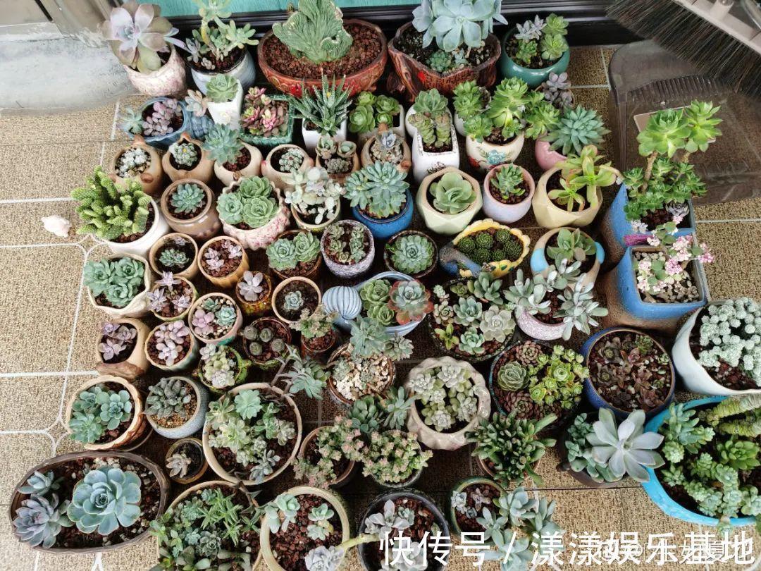 10种花要控水,天热反而不能浇,一浇水就死