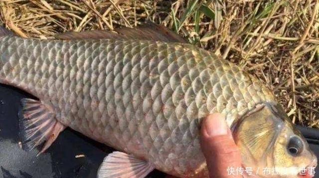 夏天唯独这鲫鱼饵才霸气，一般小药还真比不上难老司机藏着掖着