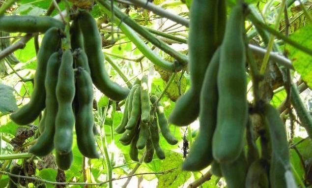 圣手|农村一野菜，是“护腰圣手”，治腰脊酸痛，清热凉血，了解下