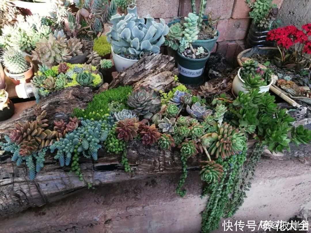 过完年，垃圾桶周围多了不少花，又要开始捡破烂儿了