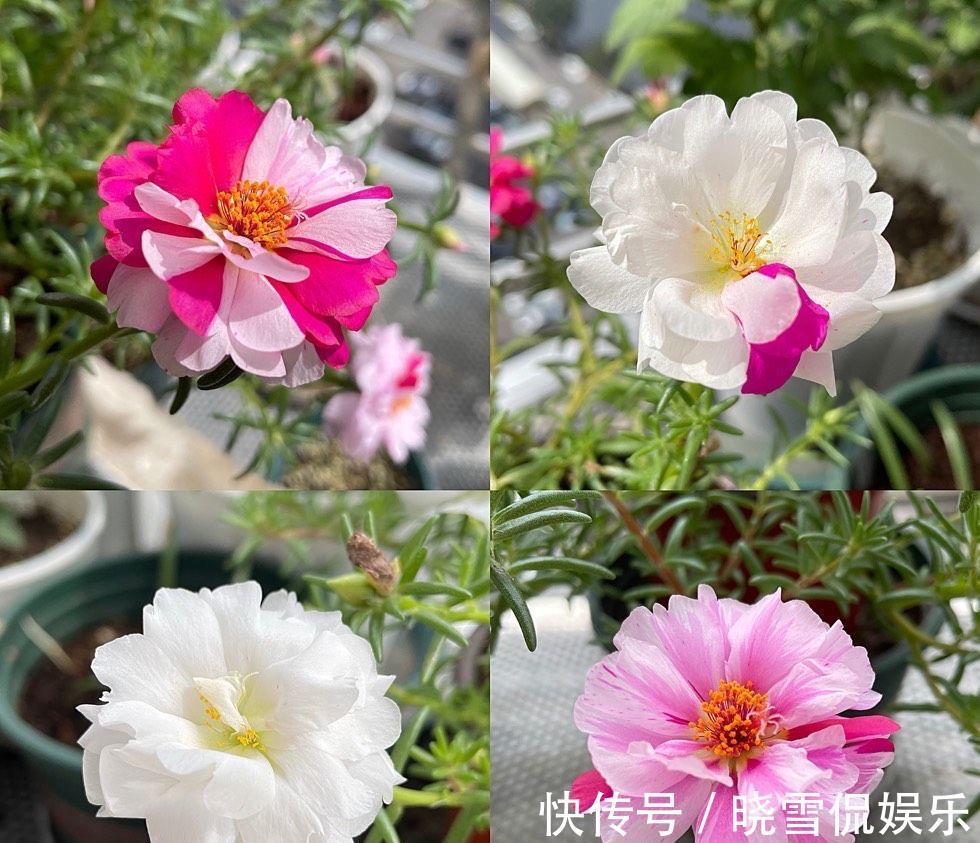 花儿|秋天的太阳花,给点肥剪一剪,从瘦弱变得茁壮,花儿更多