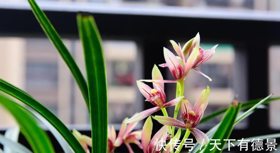 兰花|入秋后养兰花，2件事不能偷懒，不然长势差不开花