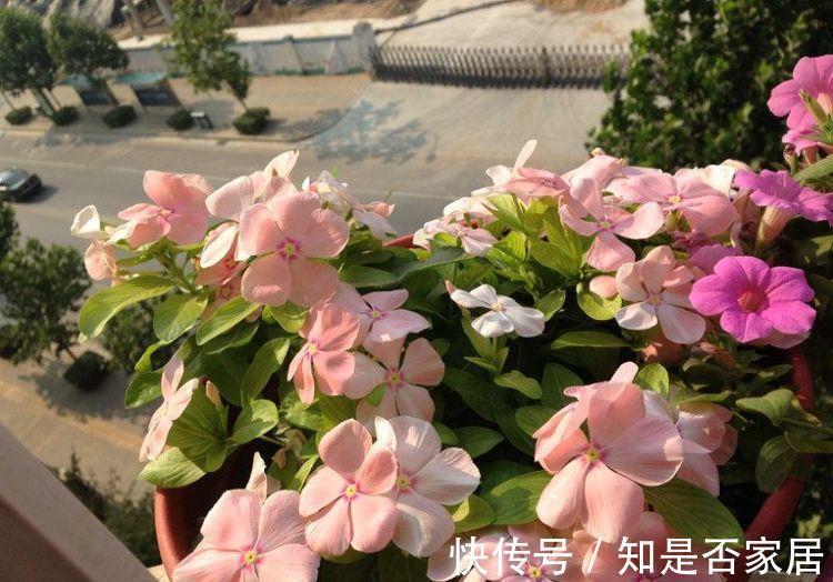 花卉|从9月15日开始,家养此款花卉,好养又漂亮,香味十足