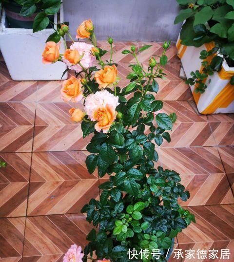 繁殖|天凉了，家里养花，准备开始玩扦插了，一棵变十棵，真有趣