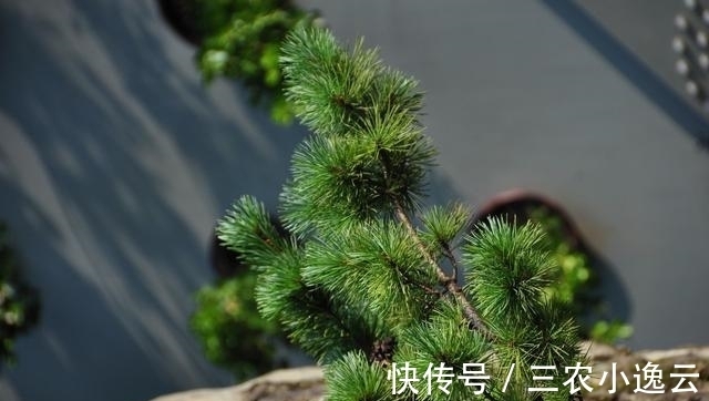 肥沃|11种四季常青的植物——可做盆栽