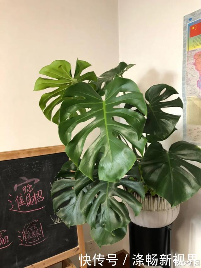 6种杀菌花,杀菌去异味,家里空气更干净!