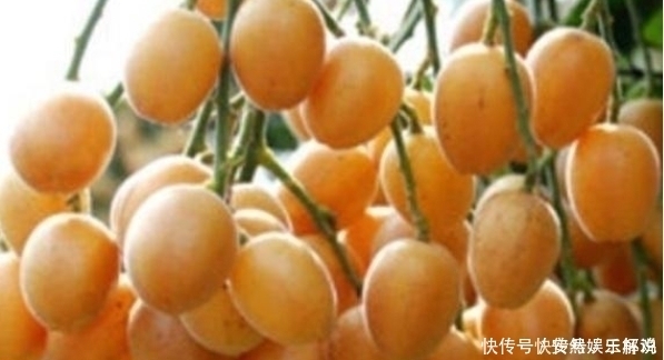 黄皮果|它比梨还润肺,是食药同源的“健康果”,止咳效果好,早知早受益