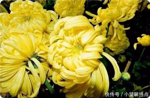 我花开后百花杀，满城尽带黄金甲！50句菊花诗，美到心醉！