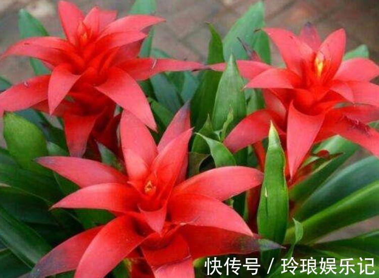 4种花好养易活,旺财又养人,开花喜庆又好养,满屋飘香!