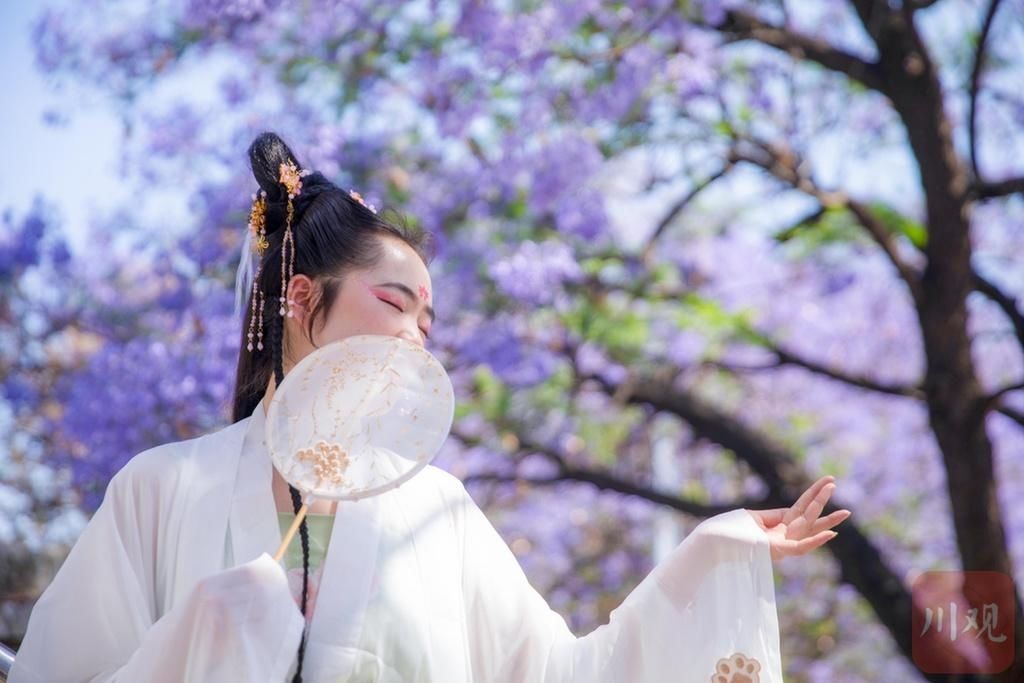 当蓝花楹遇见汉服，盛装而来只为赴这一场春日邀约