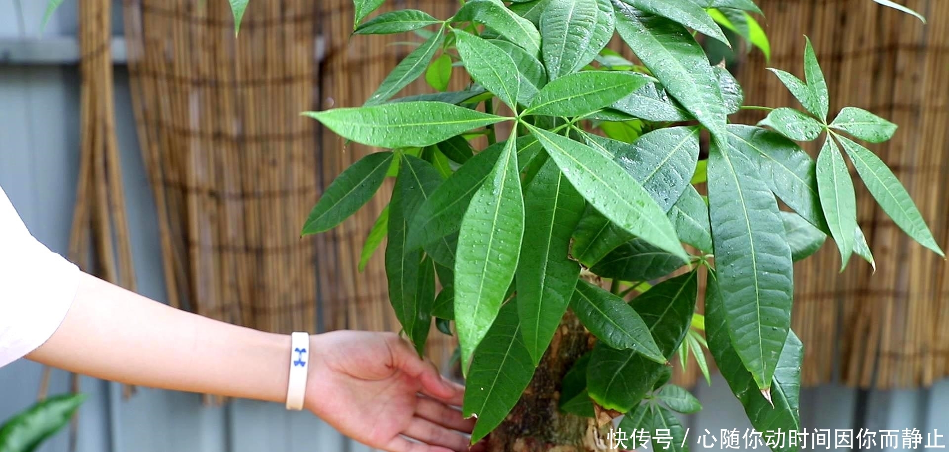 5种常见植物缺水信号，怎么处理呢？看情况分别对待