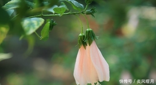 这几种盆栽遇土就活,虫病不染,懂花人都在养,花开满园