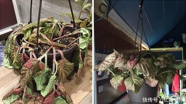 快枯死的绿植在大神手下起死回生,对比图超治愈又励志哇