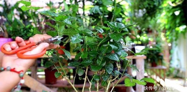 气温突降,养茉莉花、三角梅、仙人球,要狠心“剃光头”!