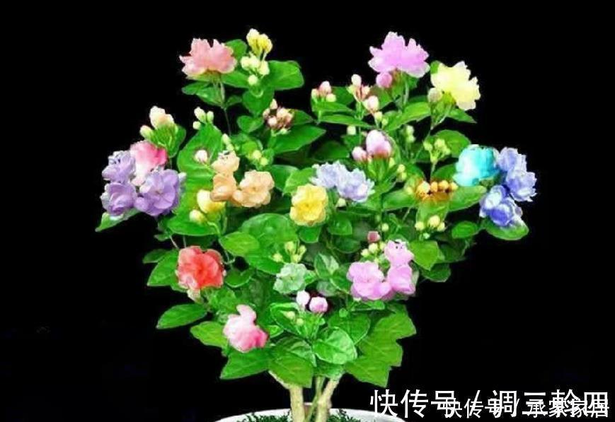 嫁接|碰到这4种花再漂亮也别买，因为花钱买回来只会给自己“添堵”